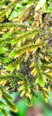Cryphaea heteromalla