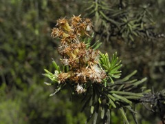 Linochilus rosmarinifolius