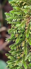 Cryphaea heteromalla