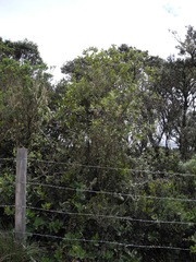 Linochilus jenesanus