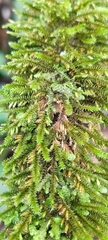 Cryphaea heteromalla