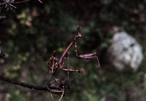 Mediterranean Conehead Mantis photo 5
