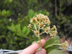 Linochilus jenesanus