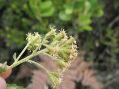 Linochilus jenesanus