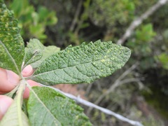 Linochilus jenesanus