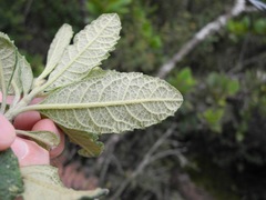 Linochilus jenesanus