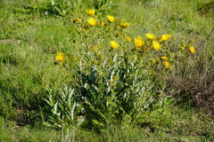 Berkheya discolor