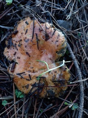Lactarius sanguifluus