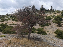 Abies cephalonica
