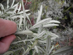 Linochilus floribundus