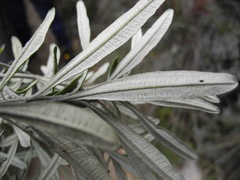 Linochilus floribundus