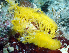 Doriopsis granulosa