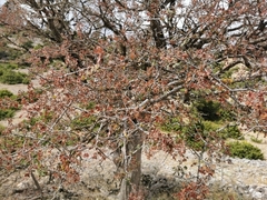 Abies cephalonica