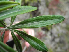 Linochilus floribundus