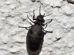 Meloe mediterraneus