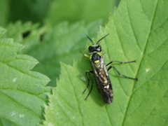Tenthredo mesomela
