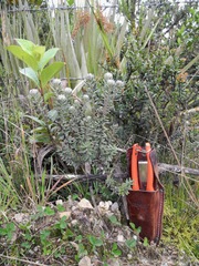 Linochilus phylicoides