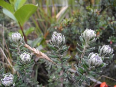 Linochilus phylicoides