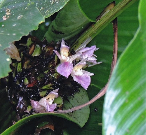 Goeppertia eichleri (Goeppertia eichleri)