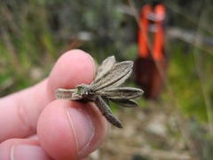 Linochilus phylicoides