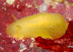 Doriopsis granulosa