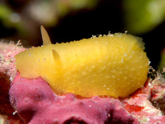 Doriopsis granulosa