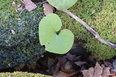 Asarum canadense