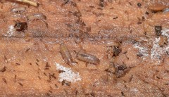 Stenophiloscia