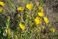 Berkheya discolor