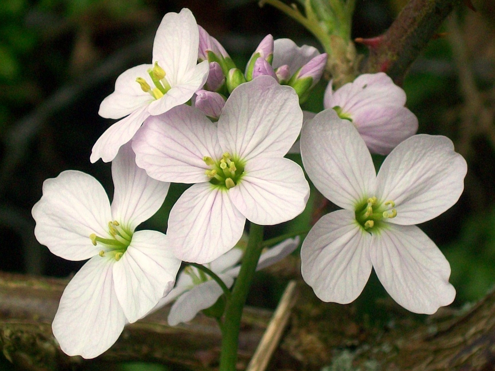 Cardamine