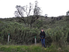 Linochilus floribundus