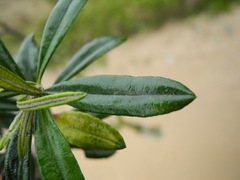 Linochilus floribundus