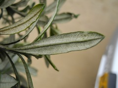 Linochilus floribundus