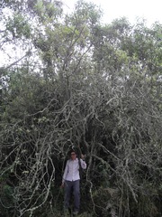 Linochilus tenuifolius