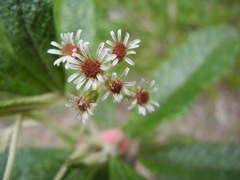Linochilus tenuifolius