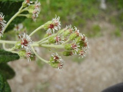 Linochilus tenuifolius