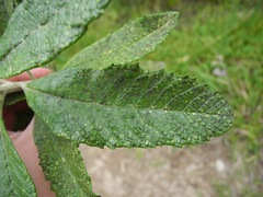 Linochilus tenuifolius