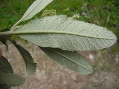 Linochilus tenuifolius