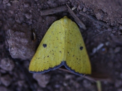 Hesperumia fumosaria