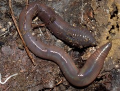 Octodrilus complanatus