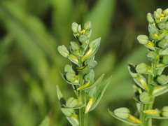 Platanthera mandarinorum pachyglossa