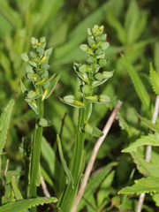 Platanthera mandarinorum pachyglossa