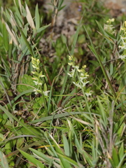 Platanthera brevicalcarata