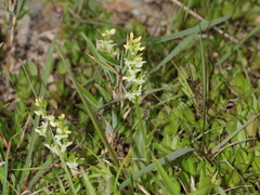 Platanthera brevicalcarata