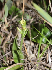 Platanthera brevicalcarata
