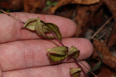 Polygala senega