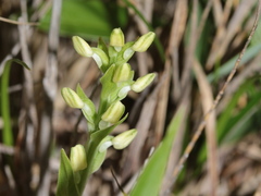 Platanthera brevicalcarata
