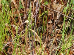 Ophisaurus ventralis image