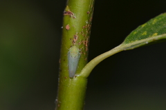 Macropsis viridinervis