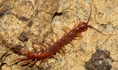 Eupolybothrus litoralis